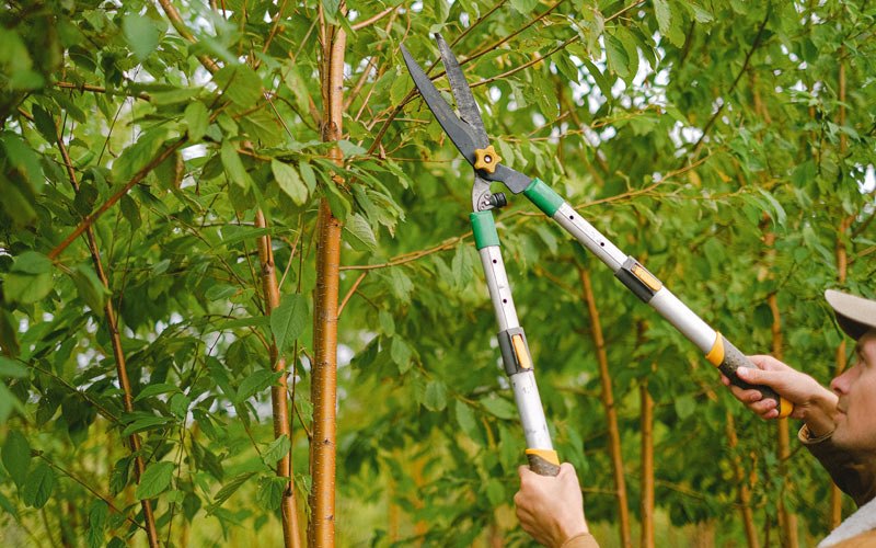 Tree trimming in Manvel, ND
