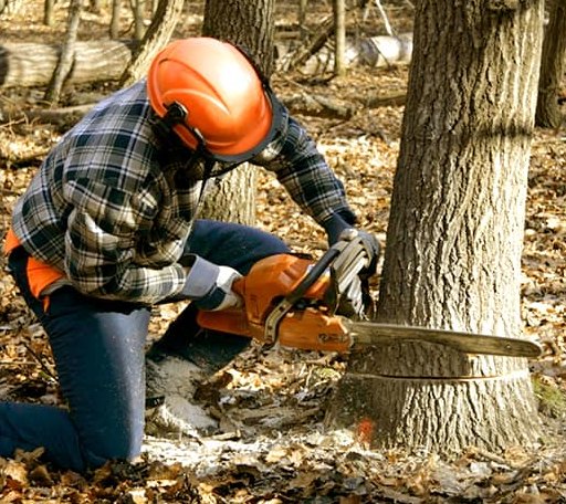 Tree Removal in Manvel, ND